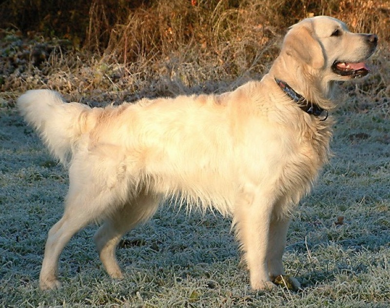 Photo of a golden retriever standing on frosty grass