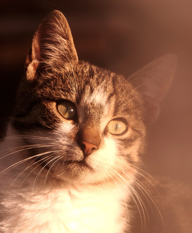 Photo of an orange tabby cat in sunlight